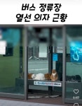 버스정류장 고양이들