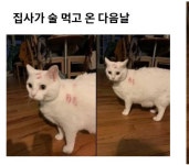 집사가 술 먹고 온 다음날jpg