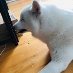 미시간주 랜싱의 크랙치킨 crack chicken