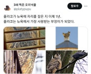센트럴파크동물원 우리에서 탈출한 수리부엉이 플라코 근황