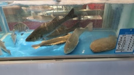 남궁밥술 물고기와 알콜