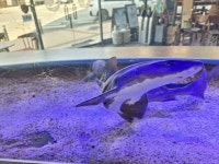 수원 영통 아쿠아카페 아라