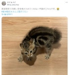 미용실 다녀온 집사를 받아들이지 못 하는 아기고양이