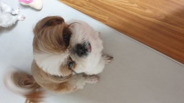 우리집 똥강아지 짤 방출 | 유머 게시판 우리집 똥강아지 짤 방출 | 유머 게시판 | 루리웹
