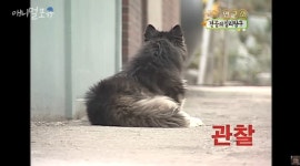 스펀지에서 했던 개 관련 실험 레전드jpg