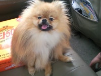 포메라니안 복둥이 성장기 스압