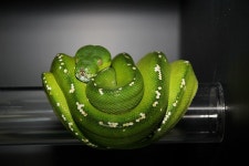 녹색나무비단뱀