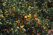 31살 제주로 돌아온지 1년 사무실 이사했습니다 귤나눔