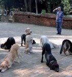 개가 암캐들 엉덩이 사이에 포위되고 옆에서 군인이 경례하는 짤jpg