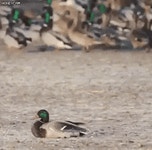 약혐 오리의 목을 부러트리는 매gif