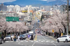 대구 현충로 벚꽃길