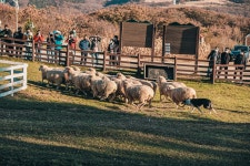 대관령 삼양목장