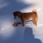 눈 처음 본 시바.gif | 유머 게시판 눈 처음 본 시바.gif | 유머 게시판 | 루리웹