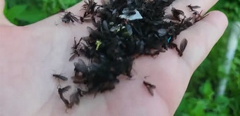 극혐주의) 은평구에 난리났다던 러브버그 실물.jpg | 유머 게시판 극혐주의) 은평구에 난리났다던 러브버그 실물.jpg | 유머 게시판 | 루리웹