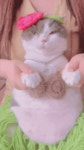 훌라댄스 추는 고양이gif