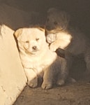 오늘 만난 똥강아지 | 유머 게시판 | RULIWEB 오늘 만난 똥강아지 | 유머 게시판 | 루리웹