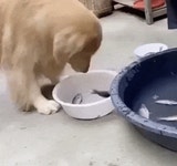 물고기가 물에산다는것을 아는댕댕이 | 유머 게시판 | RULIWEB 물고기가 물에산다는것을 아는댕댕이 | 유머 게시판 | 루리웹