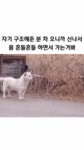 멍뭉이가 진심 신나서 뛰어나가는 모습gif