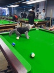 당구장 냐옹이... | 유머 게시판 당구장 냐옹이... | 유머 게시판 | 루리웹