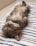 잠자는 고양이 모음 gif