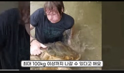 우와 충격적이게도 현재 미국에서 악어거북 멸종됨 그 이유가