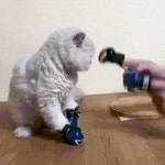 집사에 대한 분노의 냥냥펀치gif