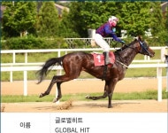 말딸경마예상과는 달랐던 코리아컵스프린트 그리고 돌아오지 못한 한마리