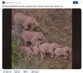 보기 힘들다는 잠자는 코끼리 가족 사진JPG