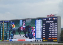 말딸 경마 돈이 좀 사라진 코리아컵 첫 직관