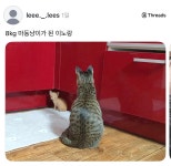 마동냥이가 된 아깽이jpg