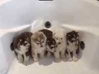 마, 마, 눈치 앤가이 보고 내다 싶음 퍼뜩 나온나!.gif | 유머 게시판 마, 마, 눈치 앤가이 보고 내다 싶음 퍼뜩 나온나!.gif | 유머 게시판 | 루리웹