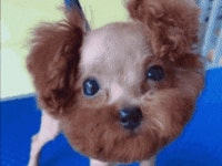 뽀삐털 밀고왔는데 누나운다ㅋㅋ | 유머 게시판 뽀삐털 밀고왔는데 누나운다ㅋㅋ | 유머 게시판 | 루리웹