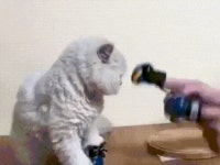 집사에 대한 분노의 냥냥펀치gif
