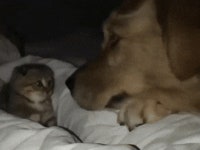 고양이과 맹수와 개과 맹수의 치열한 싸움 ㄷㄷ | 유머 게시판 | RULIWEB 고양이과 맹수와 개과 맹수의 치열한 싸움 ㄷㄷ | 유머 게시판 | 루리웹