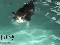 동물농장에 나온 역대급 물냥이