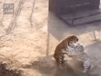 한번 맞으면 정신 못차린다는 냥냥펀치 | 유머 게시판 한번 맞으면 정신 못차린다는 냥냥펀치 | 유머 게시판 | 루리웹