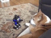 댕댕이랑 친해지고 싶었던 로봇.gif | 유머 게시판 댕댕이랑 친해지고 싶었던 로봇.gif | 유머 게시판 | 루리웹