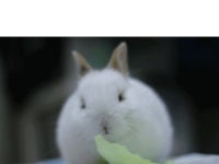 토끼가 옴뇸뇸gif