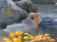 온천 온 카피바라