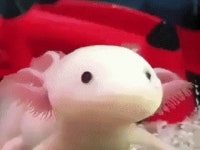 아홀로틀우파루파의 반응 속도gif
