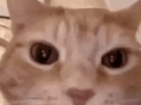 한국인들에게 공감 살 수 있는 환생트럭 강제선택지 | 유머 게시판 한국인들에게 공감 살 수 있는 환생트럭 강제선택지 | 유머 게시판 | 루리웹