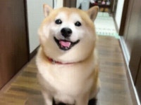 자 댕댕아 손줘 | 유머 게시판 자 댕댕아 손줘 | 유머 게시판 | 루리웹