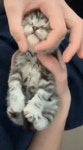 그냥 아기고양이 쓰다듬는 짤