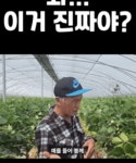 무농약 인증 받기가 생각보다 어려운 이유 | 정치유머 게시판 무농약 인증 받기가 생각보다 어려운 이유 | 정치유머 게시판 | 루리웹