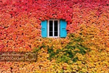 AUTUMN Week!! (Oct. 19 - 25) Continued (Sept 22-29) 2018 (Page 1) — Niche Perfumes — Fragrantica Club