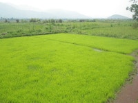 Agriculture News. | Page 33 | SkyscraperCity Forum Agriculture News.