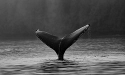 Enough for Cardano? | Flipboard Enough for Cardano?