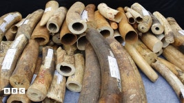 Why is ivory so popular in China? - BBC Newsround Why is ivory so popular in China?
