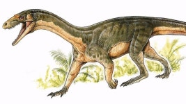 Teleocrater: The crocodile-like creature that came before dinosaurs - BBC Newsround The croc-like creature that came before dinosaurs