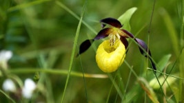 Costing the Earth - Where Have All the Flowers Gone? - BBC Sounds